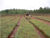 Picture of Reforestation of degraded land by MTPL in India
